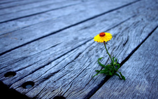 Yellow flower wooden bench macro - hole free wallpaper