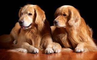 Two dogs glamor pose jigsaw - glamor pose free wallpaper