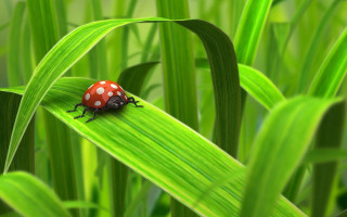 Ladybug green leaf grass bokeh 2 - spot free wallpaper