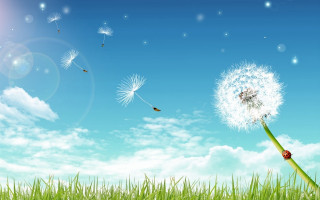 Dandelion wind blue sky clouds - a lady bug free wallpaper