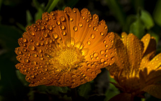 Flower water droplets macro autumn 3 - petal free wallpaper