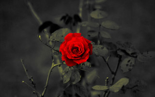 Red rose black white gothic - a few leaf free wallpaper