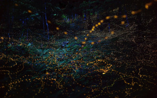 Blurry forest lights branches fireflies - bruce munro free wallpaper
