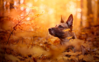 Dog leaves woods bright light - in the wood free wallpaper
