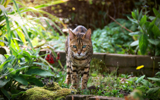 Cat forest blueeyes longtail naturalism - a long tail free wallpaper for desktop