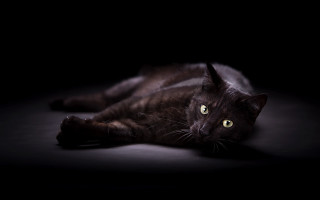 Black cat laying glowing green - glowing free wallpaper