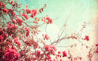 Pink flower tree blue sky 5 - soft color free wallpaper