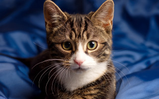 Sad cat blue blanket animal - a blue blanket free wallpaper