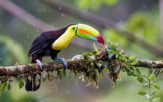 Colorful bird rainy branch beak - beak free wallpaper