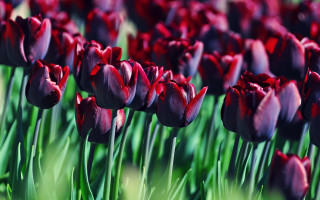 Tulips field rich colors macro - rich deep color free wallpaper