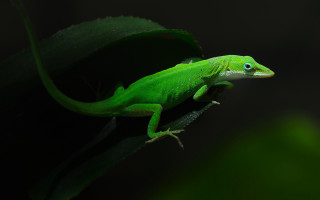 Green lizard blue eye leaf - a green lizard free wallpaper