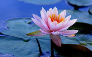 Pink flower blooming water lilies 2 - simple form free wallpaper