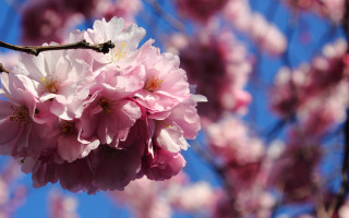 Pink flowers blue sky macro - a close up of a tree free wallpaper