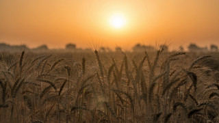 Wheat field sunset orange sky - the distance in the distance free wallpaper