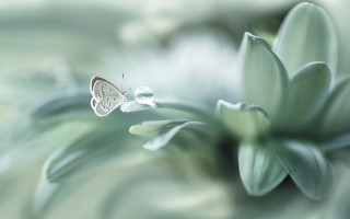Butterfly flower bokeh macro softcolors - soft color free wallpaper