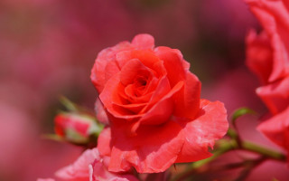 Red rose garden pink blurry - a garden free wallpaper