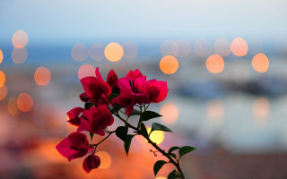 Red flower bokeh macro lens - blurry free wallpaper