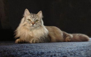 Fluffy cat regal sumatraism marble - a fluffy cat free wallpaper