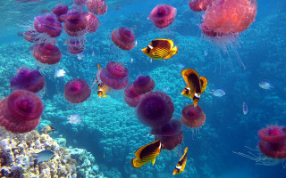 Jellyfish ocean fish coral ecological - other fish free wallpaper