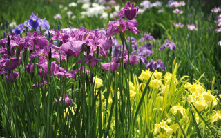 Flower field butterflies bee vivid - vivid color free wallpaper