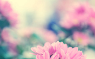 Pink flower vase background florianne - other flower free wallpaper
