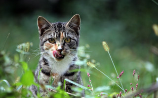 Cat tongue out grass dandelion - mouth open free wallpaper