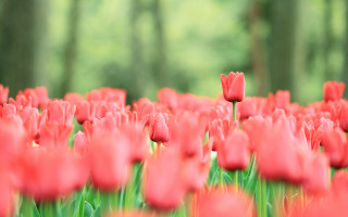 Red tulips bokeh garden blurry - red tulip free wallpaper