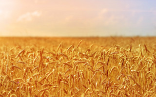 Wheat field sunset fire mountain - heavy free wallpaper