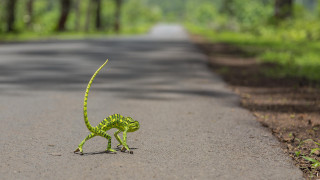 Green lizard road long tail - a long tail free wallpaper