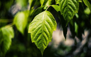 Green leaf sunlight macro nature - sunlight free wallpaper for desktop