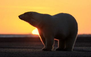 Polar bear beach sunset realistic - polar free wallpaper
