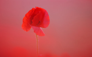 Red flower vase macro award - a vase free wallpaper for desktop