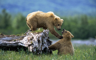 Bear cub playing log grass 2 - a mountain in the background free wallpaper
