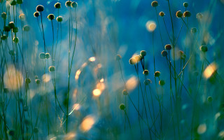 Grass blue sky yellow flowers - a few green stem free wallpaper