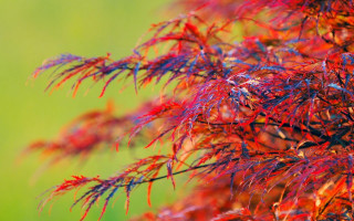 Tree red leaves autumn macro - a close up of a tree free wallpaper
