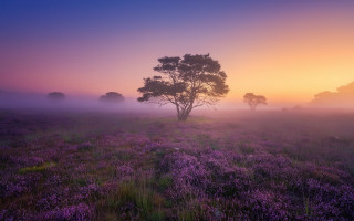 Purple tree sunset fog mountain - fog in the air free wallpaper