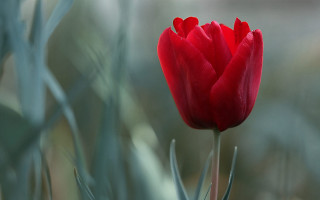 Red flower blurry background macro 3 - dirck van der lisse free wallpaper