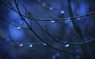 Tree branch water drops night - the dark night time free wallpaper for desktop