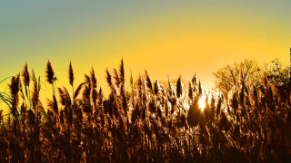 Sunset tower autumn leaves fireworks - tall grass free wallpaper