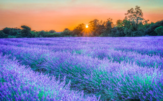 Lavender field sunset trees autumn 2 - the background and trees free wallpaper