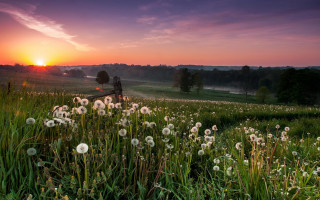 Sunset field bench dandelions nature - a bench free wallpaper