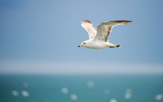 Seagull ocean blue sky bubbles - figuration libre free wallpaper