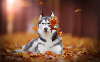 Husky leaves autumn blurry fire - husky free wallpaper