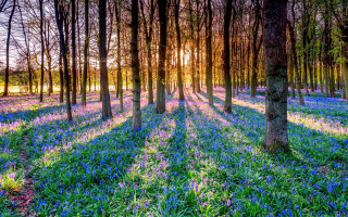 Bluebells sunlit forest nature garden - the sunlight free wallpaper