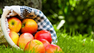 Basket apples grass checkered cloth - cloth free wallpaper for desktop