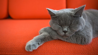 Gray cat sleeping orange couch - a gray cat free wallpaper