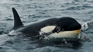 Black whale water moon night - felixkelly free wallpaper