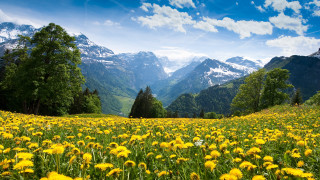 Yellow flower field mountains blue - cedric seaut free wallpaper for desktop