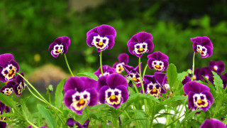 Purple flower garden nature blurry - a garden area free wallpaper