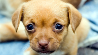 Small brown dog blue eyes - a blue blanket free wallpaper